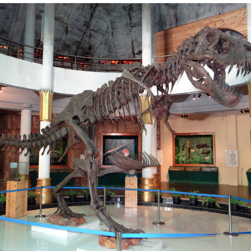entertainment grid 6 skeleton of a dinosaur