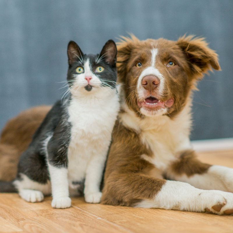 pets grid 1