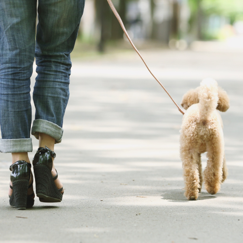 pets grid 3 dog being walked on a lead