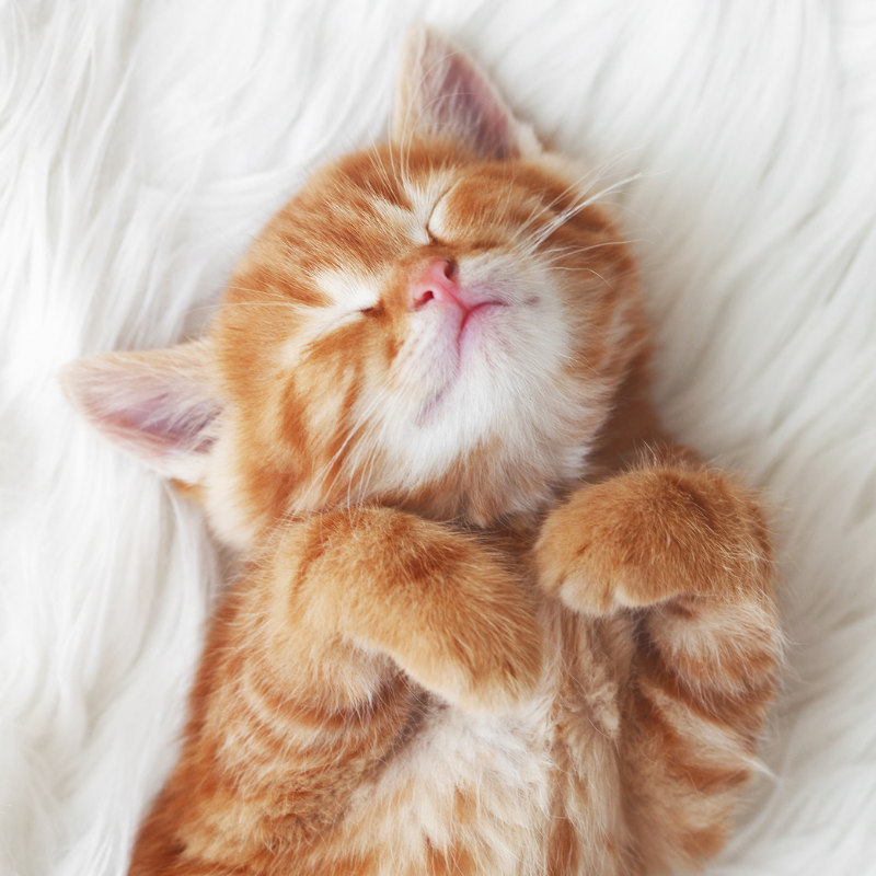 pets grid 4 kitten sleeping