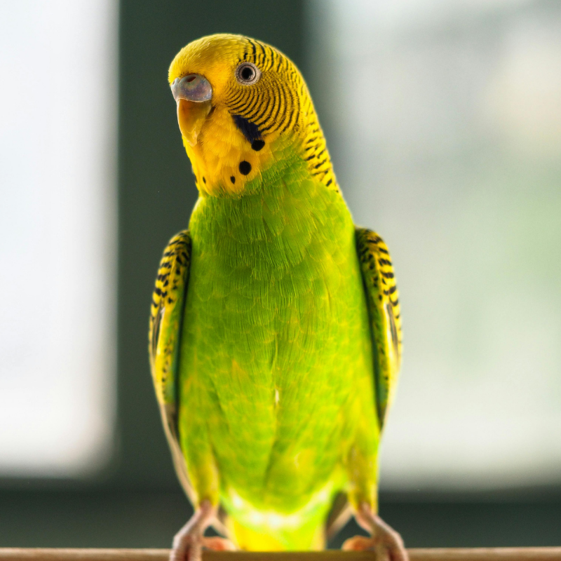 pets grid 5 picture of parrot