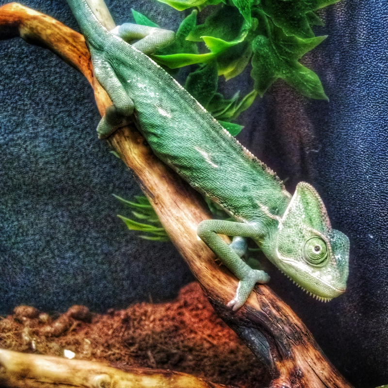 pets grid 6 green chameleon